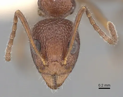 Dolichoderus omicron specimen CASENT0249560 image casent0249560_2