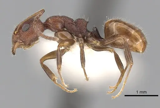 Dolichoderus omicron specimen CASENT0249560 image casent0249560_3