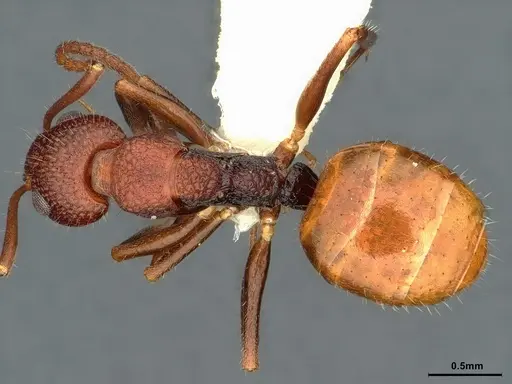 Dolichoderus omicron specimen CASENT0886065 image casent0886065_1