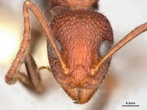 Dolichoderus omicron specimen CASENT0886065 image casent0886065_2