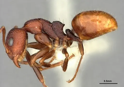 Dolichoderus omicron specimen CASENT0886065 image casent0886065_3