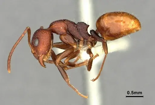 Dolichoderus omicron specimen CASENT0886065 image casent0886065_4
