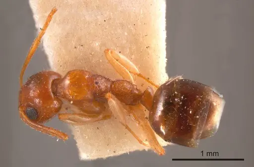 Dolichoderus parvus specimen ANTWEB1008172 image antweb1008172_1