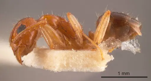 Dolichoderus parvus specimen ANTWEB1008172 image antweb1008172_2