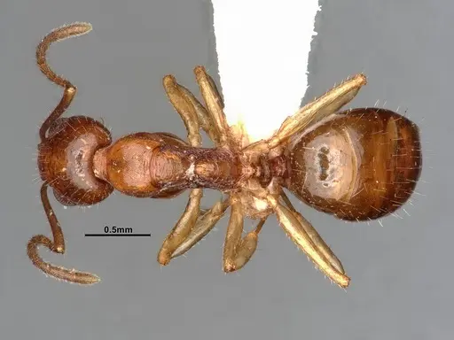 Dolichoderus parvus specimen CASENT0886107 image casent0886107_1
