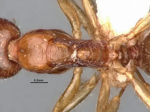 Dolichoderus parvus specimen CASENT0886107 image casent0886107_2