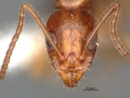 Dolichoderus parvus specimen CASENT0886107 image casent0886107_3