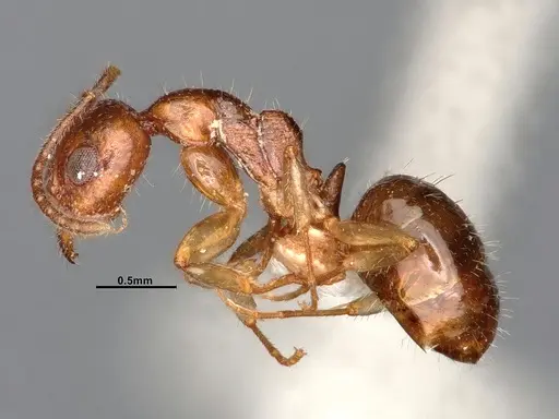 Dolichoderus parvus specimen CASENT0886107 image casent0886107_4