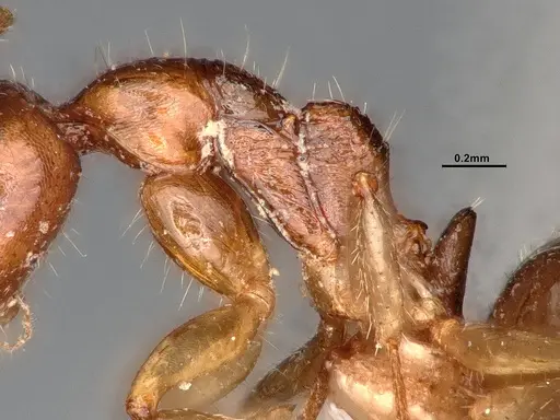 Dolichoderus parvus specimen CASENT0886107 image casent0886107_5