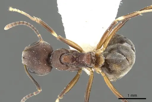 Dolichoderus pastorulus specimen CASENT0902966 image casent0902966_1