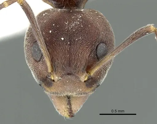 Dolichoderus pastorulus specimen CASENT0902966 image casent0902966_2