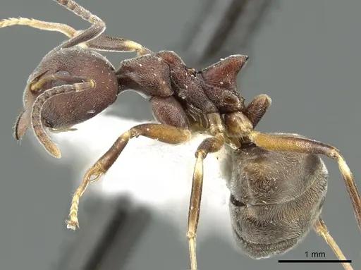 Dolichoderus pastorulus specimen CASENT0902966 image casent0902966_3