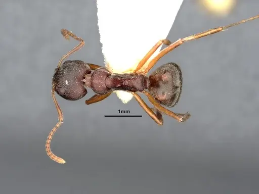 Dolichoderus pastorulus specimen SMFHYM0008899 image smfhym0008899_1