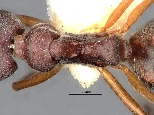 Dolichoderus pastorulus specimen SMFHYM0008899 image smfhym0008899_2