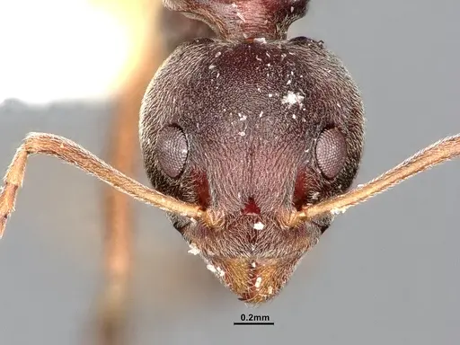 Dolichoderus pastorulus specimen SMFHYM0008899 image smfhym0008899_3