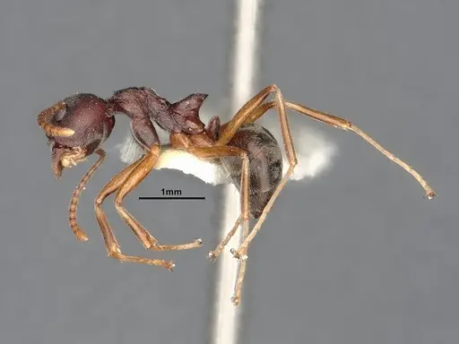 Dolichoderus pastorulus specimen SMFHYM0008899 image smfhym0008899_4