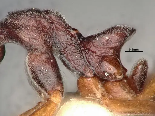 Dolichoderus pastorulus specimen SMFHYM0008899 image smfhym0008899_5