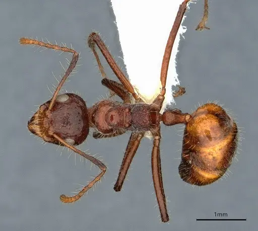 Dolichoderus patens specimen CASENT0886018 image casent0886018_1