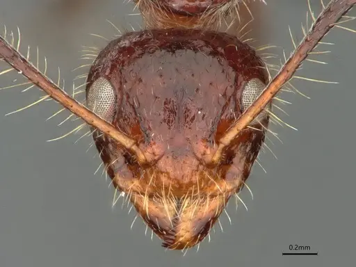 Dolichoderus patens specimen CASENT0886018 image casent0886018_2