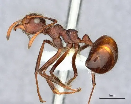 Dolichoderus patens specimen CASENT0886018 image casent0886018_3