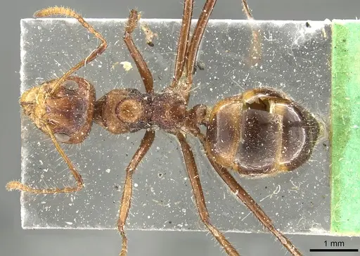 Dolichoderus patens specimen CASENT0902969 image casent0902969_1