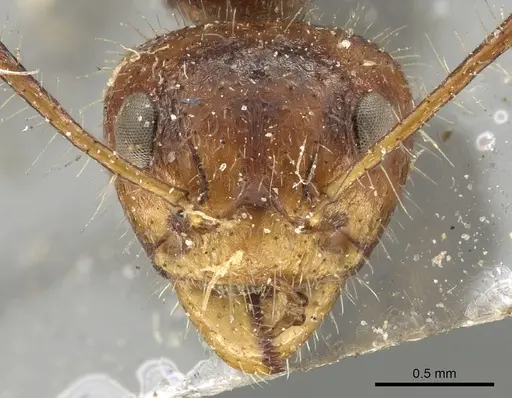Dolichoderus patens specimen CASENT0902969 image casent0902969_2