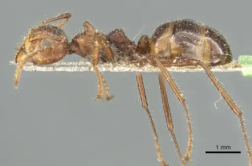 Dolichoderus patens specimen CASENT0902969 image casent0902969_3