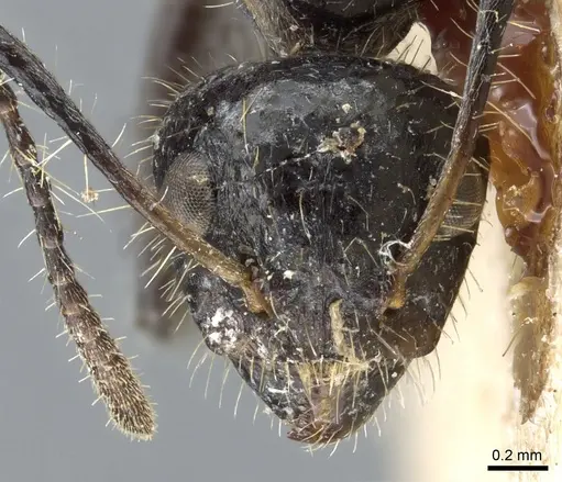 Dolichoderus patens specimen CASENT0905012 image casent0905012_2
