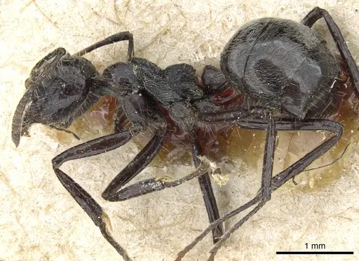 Dolichoderus patens specimen CASENT0905012 image casent0905012_3
