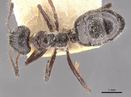 Dolichoderus patens specimen CASENT0909485 image casent0909485_1