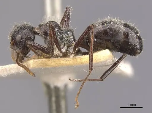 Dolichoderus patens specimen CASENT0909485 image casent0909485_3