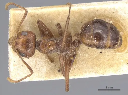 Dolichoderus patens specimen CASENT0915554 image casent0915554_1