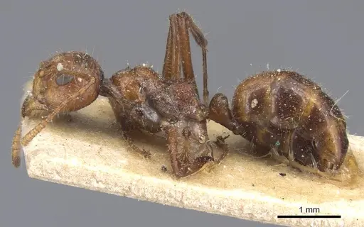 Dolichoderus patens specimen CASENT0915554 image casent0915554_3