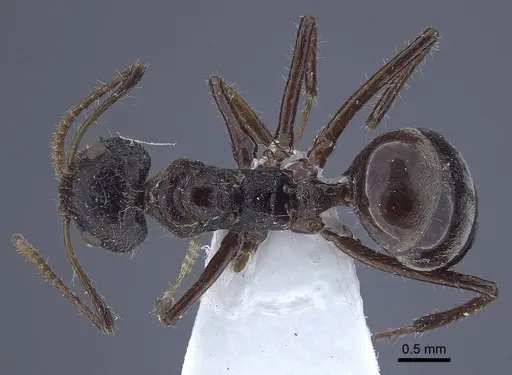 Dolichoderus patens specimen CASENT0916766 image casent0916766_1