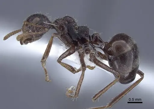 Dolichoderus patens specimen CASENT0916766 image casent0916766_3