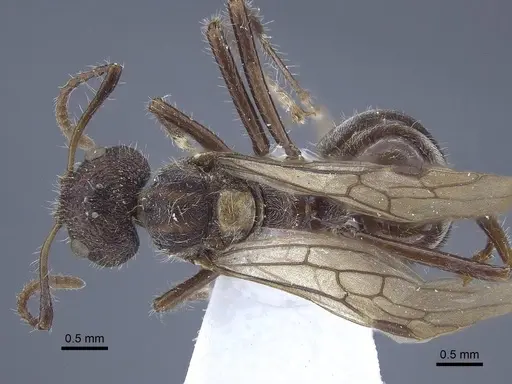 Dolichoderus patens specimen CASENT0916767 image casent0916767_1