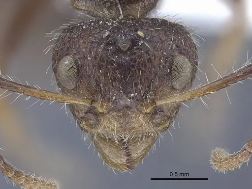 Dolichoderus patens specimen CASENT0916767 image casent0916767_2