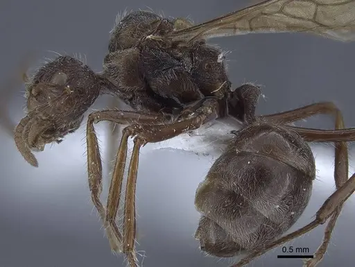 Dolichoderus patens specimen CASENT0916767 image casent0916767_3
