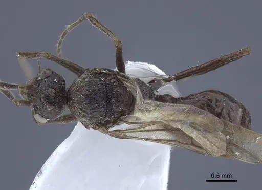 Dolichoderus patens specimen CASENT0916768 image casent0916768_1