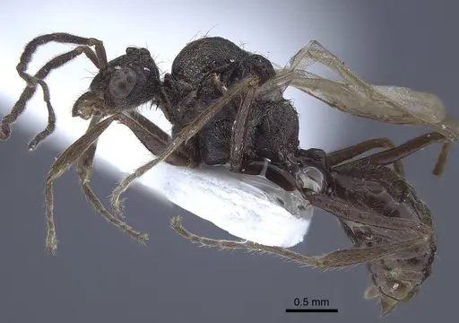 Dolichoderus patens specimen CASENT0916768 image casent0916768_3