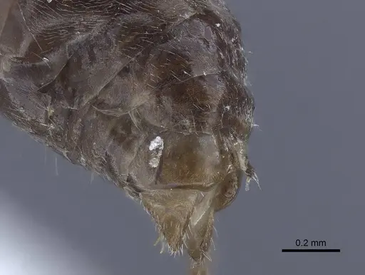 Dolichoderus patens specimen CASENT0916768 image casent0916768_4