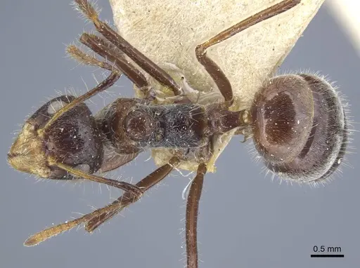 Dolichoderus patens specimen CASENT0917099 image casent0917099_1