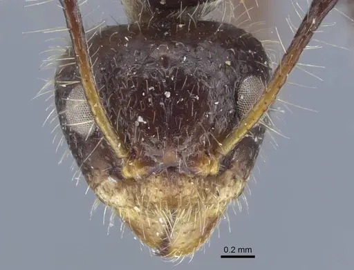 Dolichoderus patens specimen CASENT0917099 image casent0917099_3