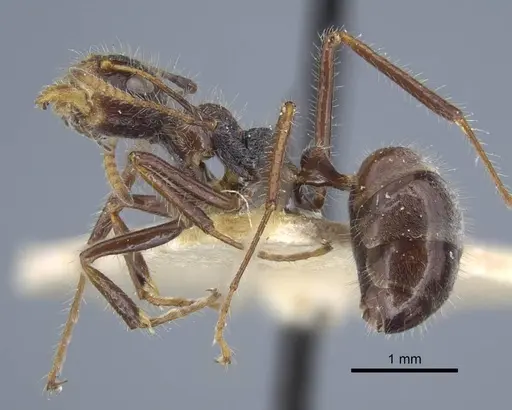 Dolichoderus patens specimen CASENT0917099 image casent0917099_4