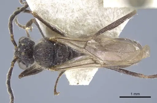 Dolichoderus patens specimen CASENT0917100 image casent0917100_1