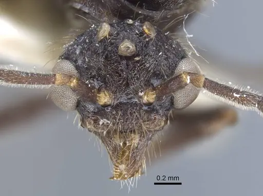 Dolichoderus patens specimen CASENT0917100 image casent0917100_2