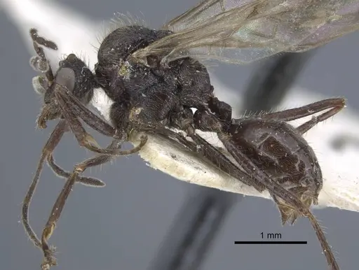 Dolichoderus patens specimen CASENT0917100 image casent0917100_3