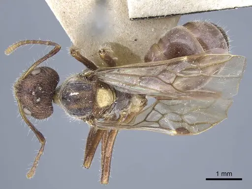 Dolichoderus patens specimen CASENT0917101 image casent0917101_1
