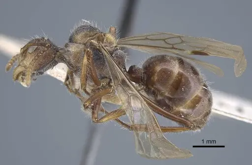 Dolichoderus patens specimen CASENT0917101 image casent0917101_3