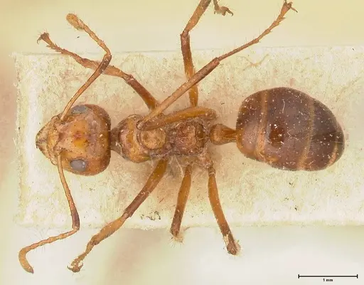 Dolichoderus patens specimen FOCOL0542 image focol0542_1